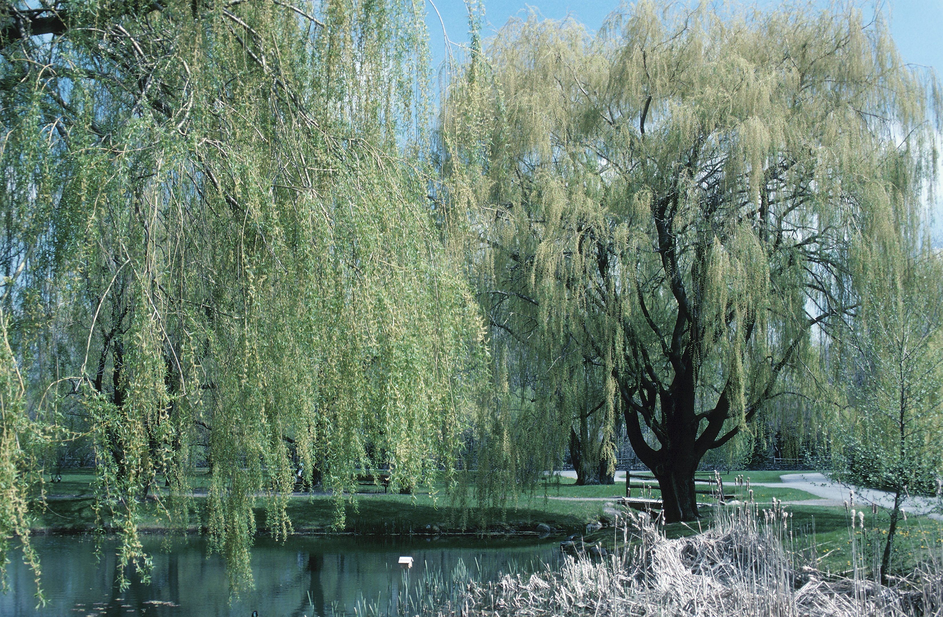 A weeping willow tree stands by a body of water.